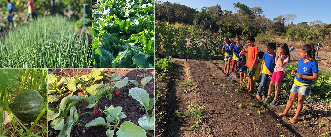 Projeto de hortas promove alimentação saudável nas escolas municipais de Santa Terezinha