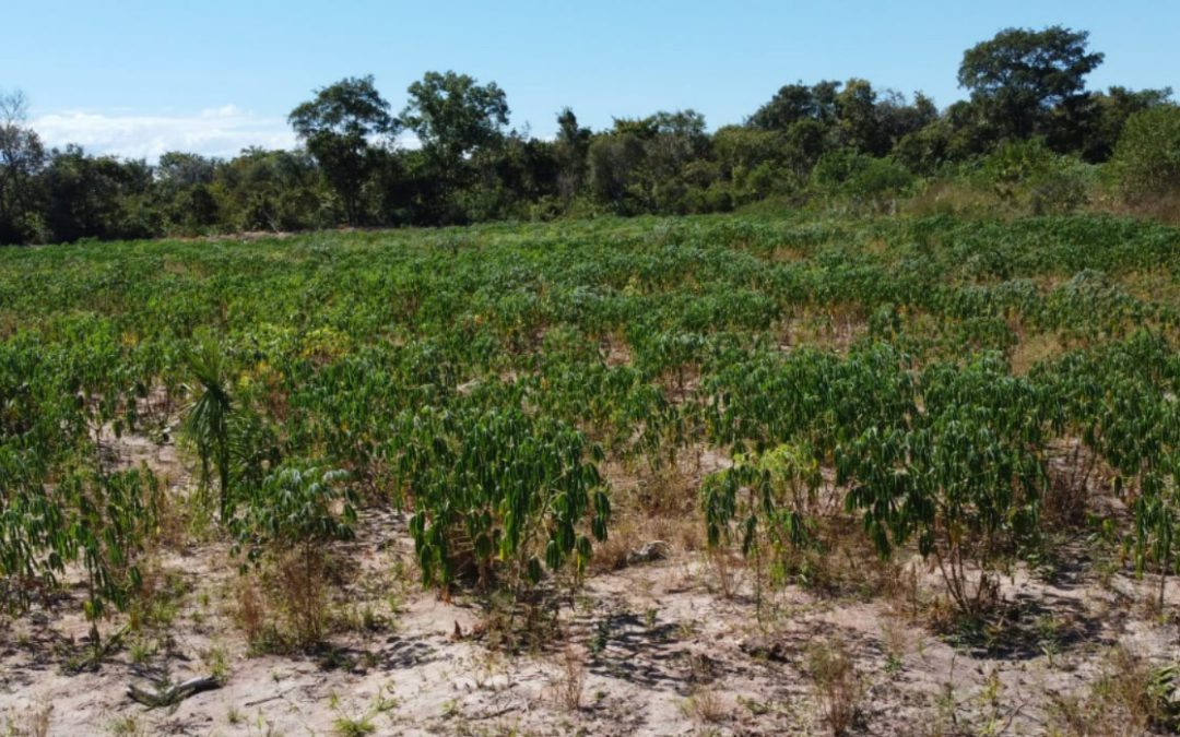 Projeto de cultivo de mandioca melhora a alimentação da comunidade da aldeia Itxala, em Santa Terezinha!